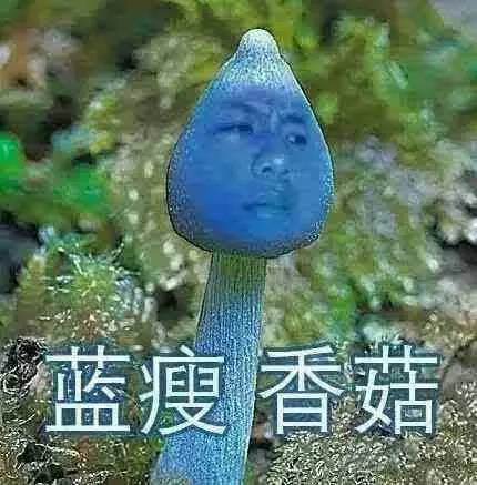 網(wǎng)紅第一名：藍(lán)瘦香菇（火爆指數(shù)：★★★★★）